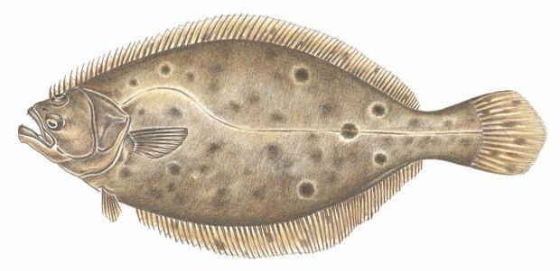 Fluke2